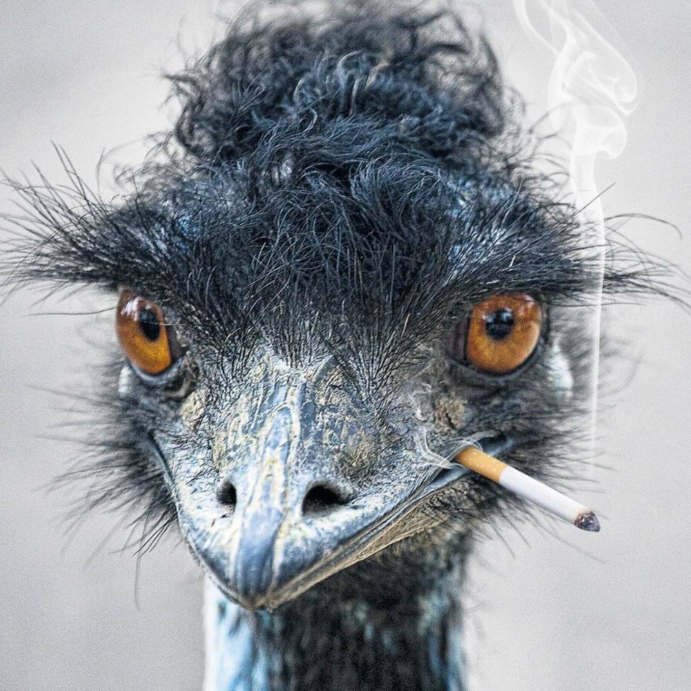 Meet your Posher, Sheriden